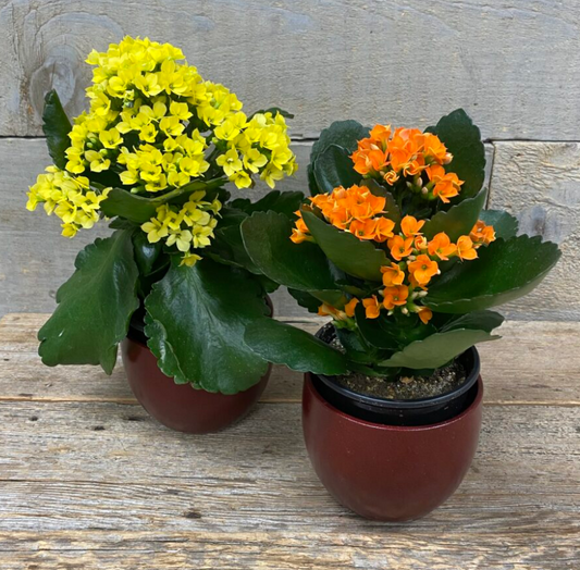 Kalanchoe