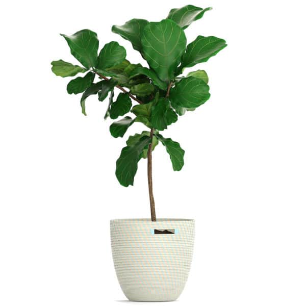 Ficus lyrata tree in pot