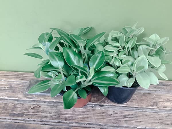 Peperomia Pixie Lime