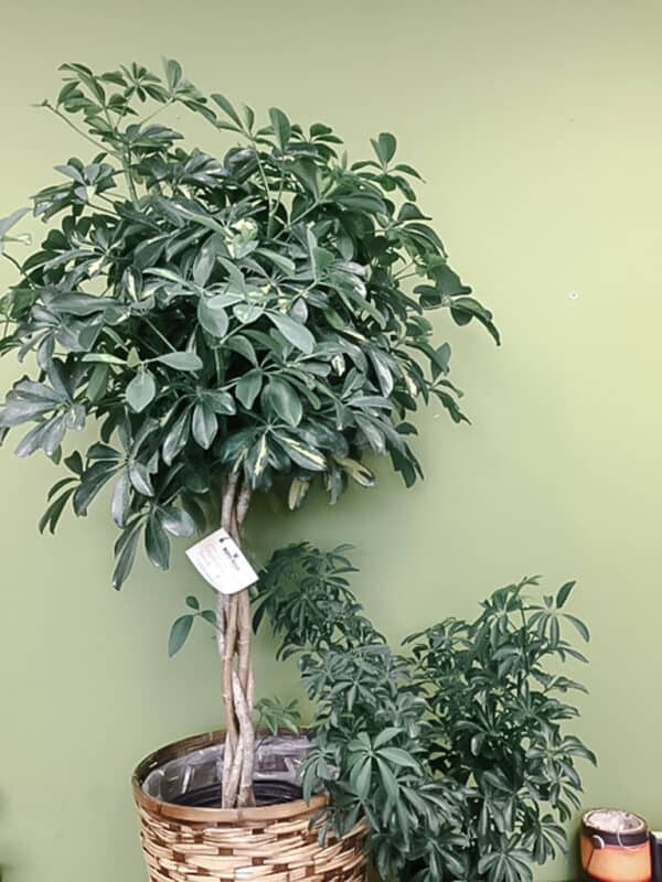 Schefflera Arboricola